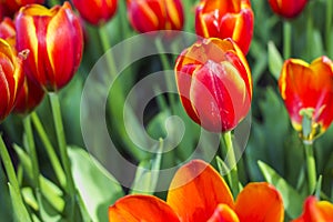 Tulip. Beautiful bouquet of tulips. colorful tulips. tulips in spring,colourful tulip