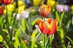 Tulip. Beautiful bouquet of tulips. colorful tulips. tulips in spring,colourful tulip