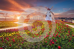 Tulip and beautiful landscape with sunrise