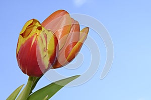 Tulip beautiful spring colorful flowers  close up