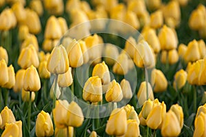 Tulip. Beautiful yellow tulips flowers in spring garden, floral background