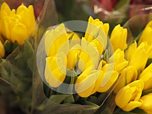 Tulip. Beautiful yellowtulips flowers