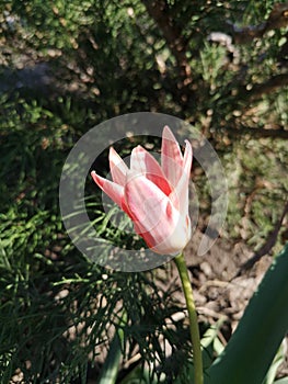 Tulip in the beginning