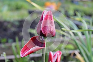 Tulip with a bent petal. Macro. Russia.