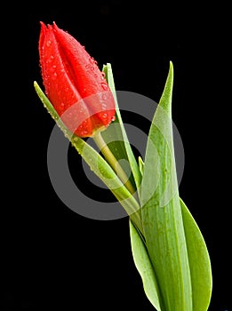 A tulip on black.