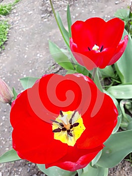 tulip blooming