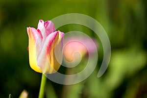 Tulip blooming in spring