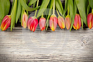 Tulip blooms