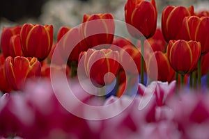 Tulip blossom background photo. Orange tulips in focus