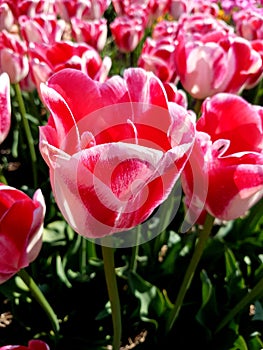 Tulip, blossom, Dream Ship