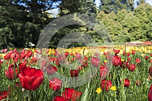 Tulip blossom island Mainau Germany