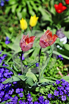 Tulip blossoms