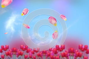 Tulip Blue sky  and  flowers blurred and green tree branch  wild floral lilac pink white  meadow summer spring baclground template