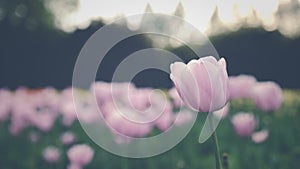 Tulip with blur background