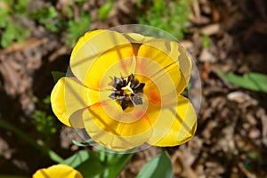 Tulip Blushing Apeldoorn