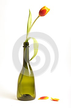 Tulip in bottle