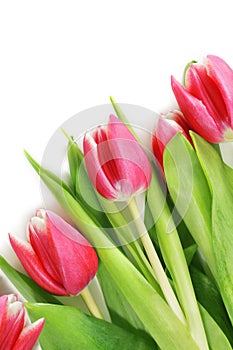 Tulip bouquet