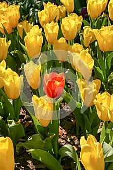 Tulip bouquet of beautiful flowers in the garden, the abductors to let appreciate nature.