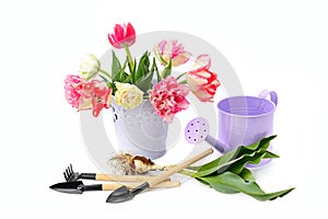 Tulip bouquet, decorative watering can, tools for loosening and tulips bulb isolated on white background