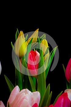 Tulip bouquet macro, black background, blurred natural foreground, blossoms in bold colors