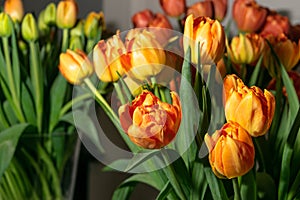 Tulip Bouquet, Spring Tulipa Flowers