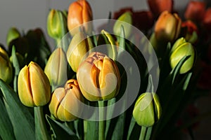 Tulip Bouquet, Spring Tulipa Flowers