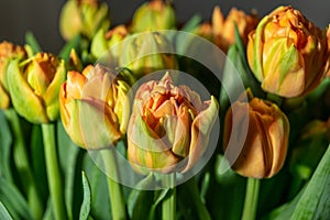 Tulip Bouquet, Spring Tulipa Flowers
