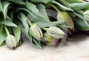 Tulip bouquet still life