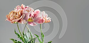 Tulip bouquet, tulips spring flowers close up, blooming pastel pink tulips Easter background, bunch on grey background