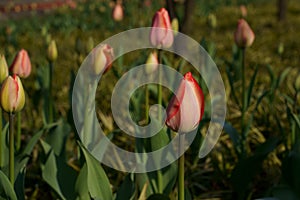 Tulip  bright-coloured clear aestheticism magniflcent