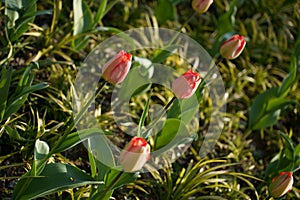 Tulip  bright-coloured clear aestheticism magniflcent