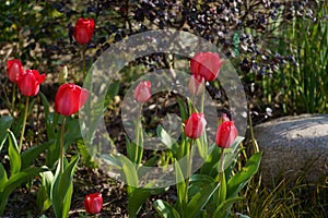 Tulip  bright-coloured clear aestheticism magniflcent