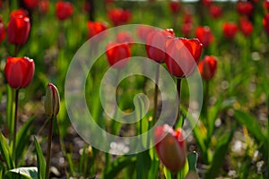 Tulip  bright-coloured clear aestheticism magniflcent