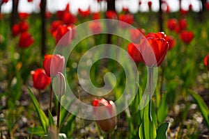 Tulip  bright-coloured clear aestheticism magniflcent