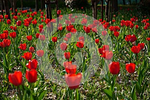 Tulip  bright-coloured clear aestheticism magniflcent