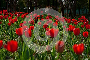 Tulip  bright-coloured clear aestheticism magniflcent