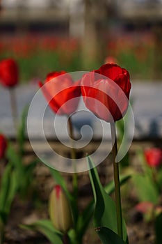 Tulip  bright-coloured clear aestheticism magniflcent