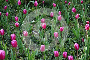 Tulip  bright-coloured clear aestheticism magniflcent