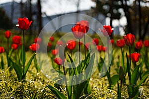 Tulip  bright-coloured clear aestheticism magniflcent