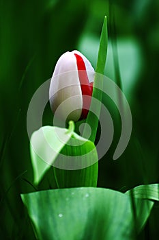 Tulip in bud