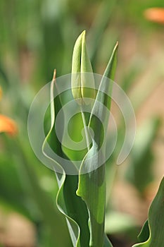 Tulip bud