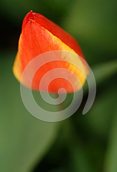 Tulip bud