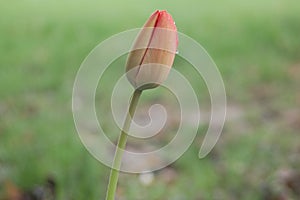 Tulip bud