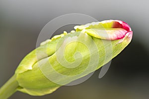 Tulip Bud