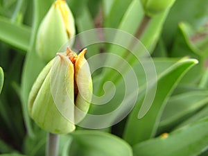 Tulip bud blooming details. Beautiful soft background. Macro. Close-up