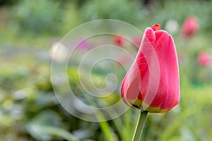Tulip bud on blured background