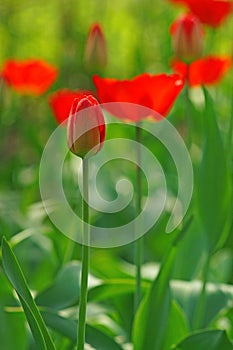 A tulip bud in the blurry background bokeh of blooming red tulip