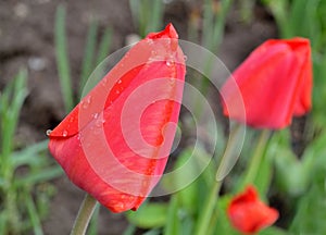 Tulip bud with drops of rain