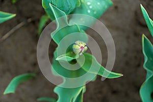 Tulip bud forming on a plant stem, on a flower farm. Shows the bright green tulip leaves, with selective focus on the flower bud,