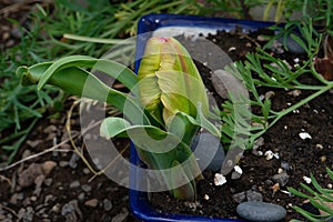 Yellow Pointed Tulip Bud Green Bracts